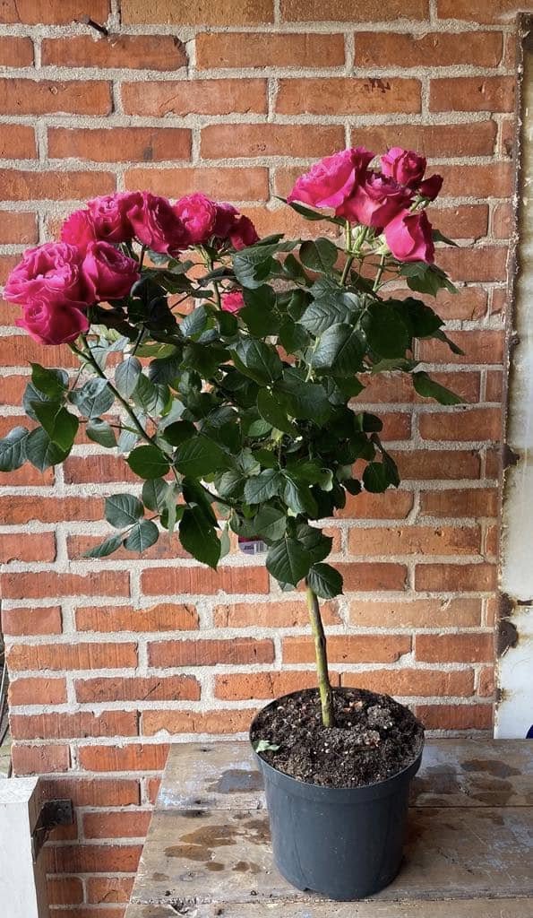 Opstammet Rose